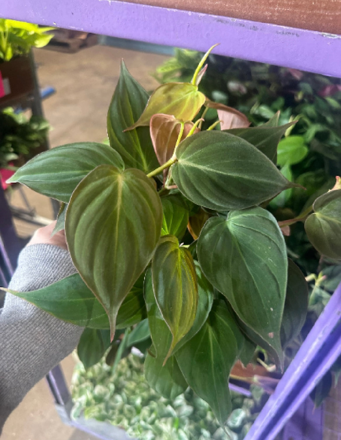 Philodendron Micans 6”