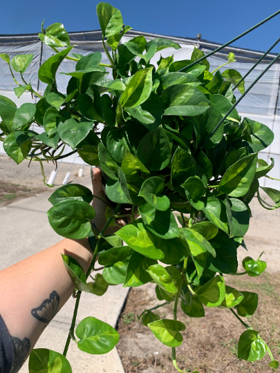 pothos green global Pothos Global Green 6