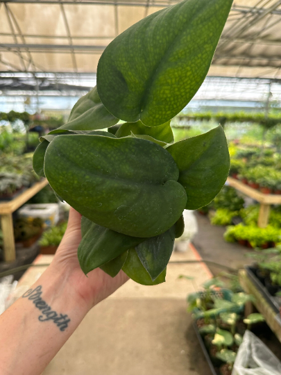 Green Jade Satin 6” - PlantlyAddicted