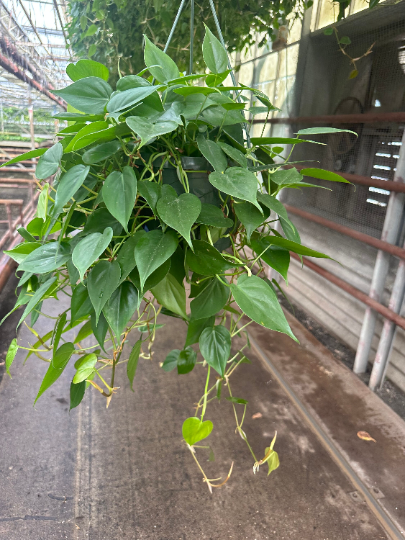philodendron xl Philodendron Green Cordatum 8” XL