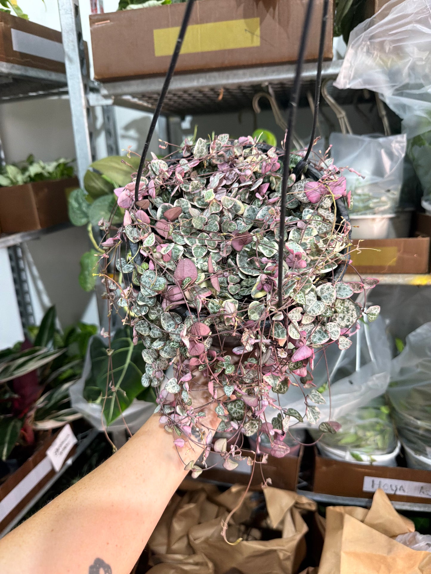 Variegated String of Hearts 8”