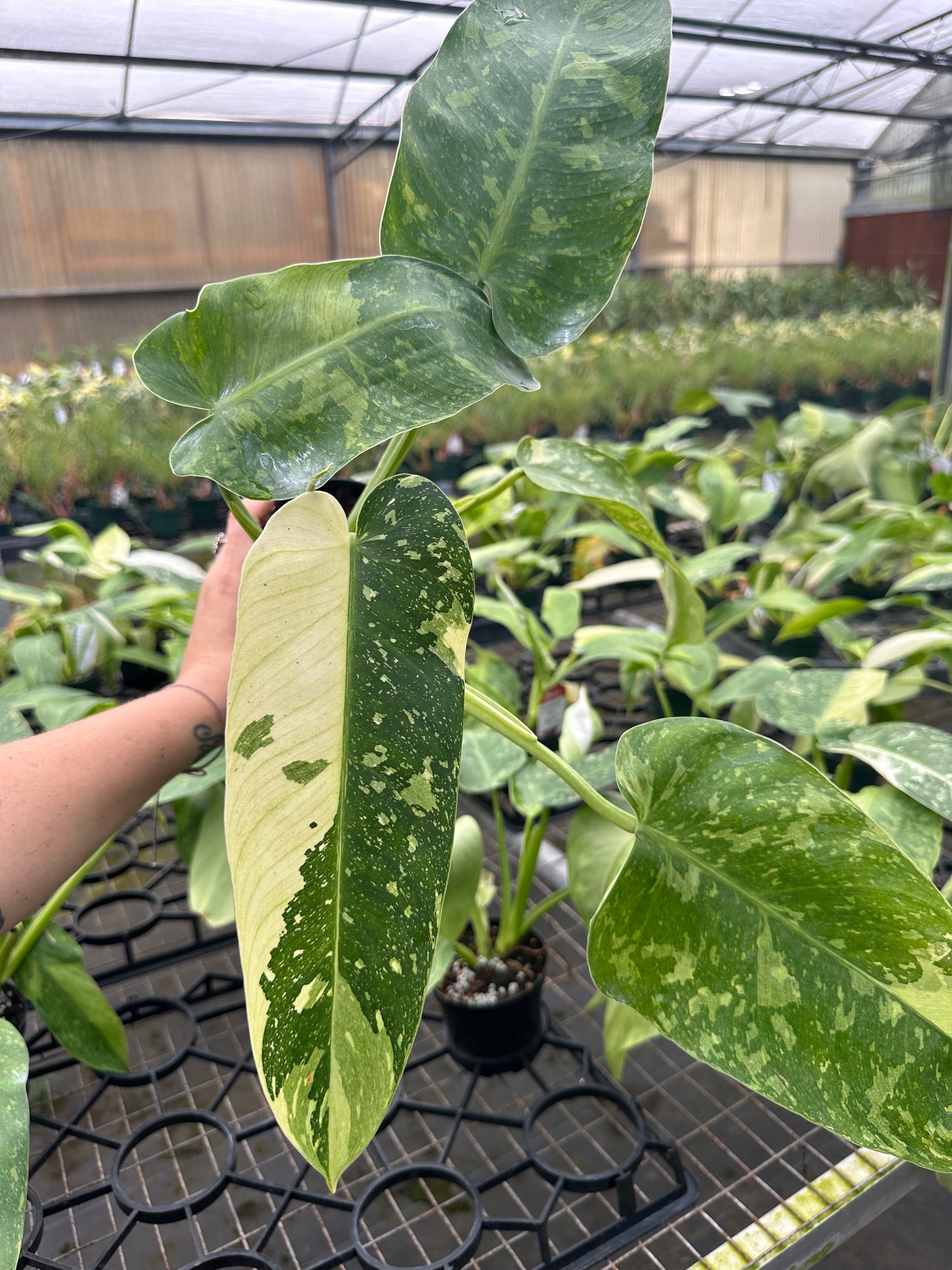 4” Jose Bueno- highly variegated - PlantlyAddicted