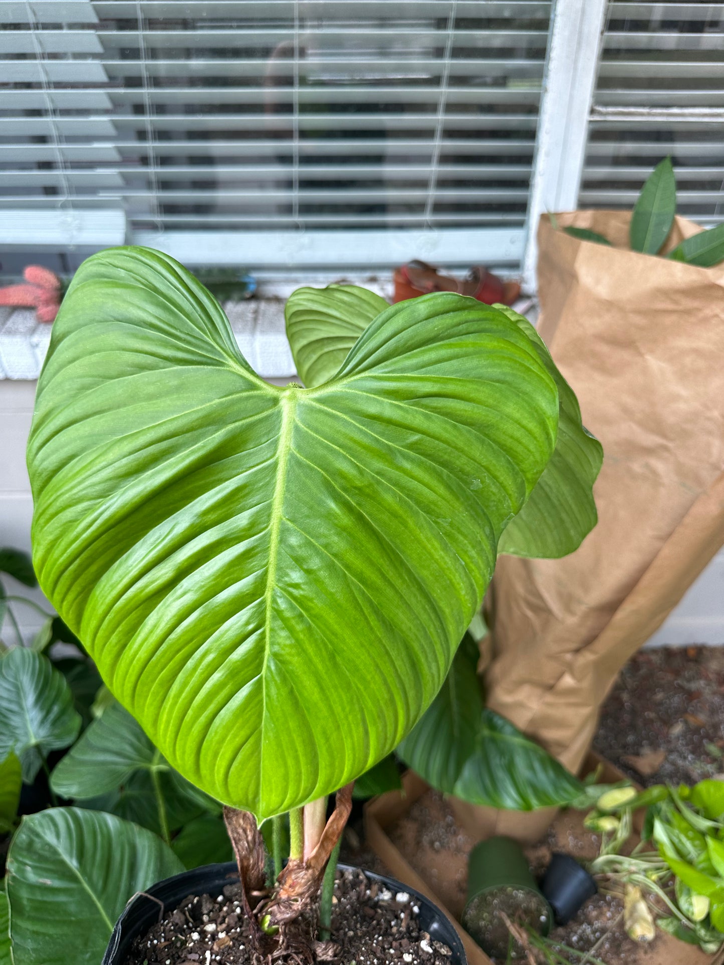 8” Fuzzy Petiotle Philodendron