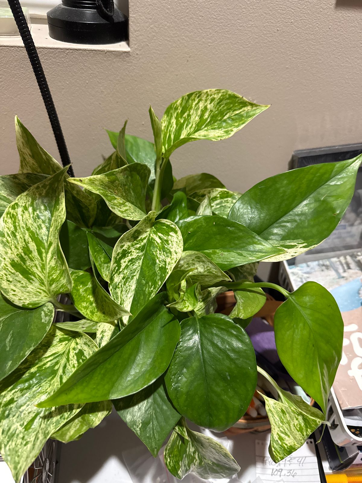 Pothos Marble Queen 6"