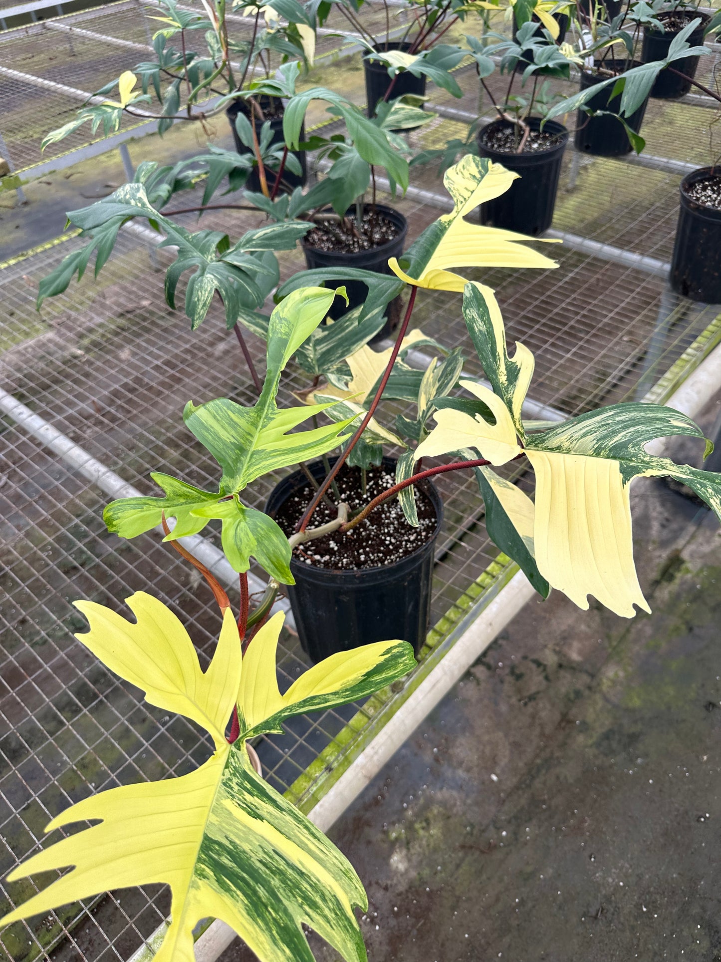 10” Florida Beauty Philodendron, live plant