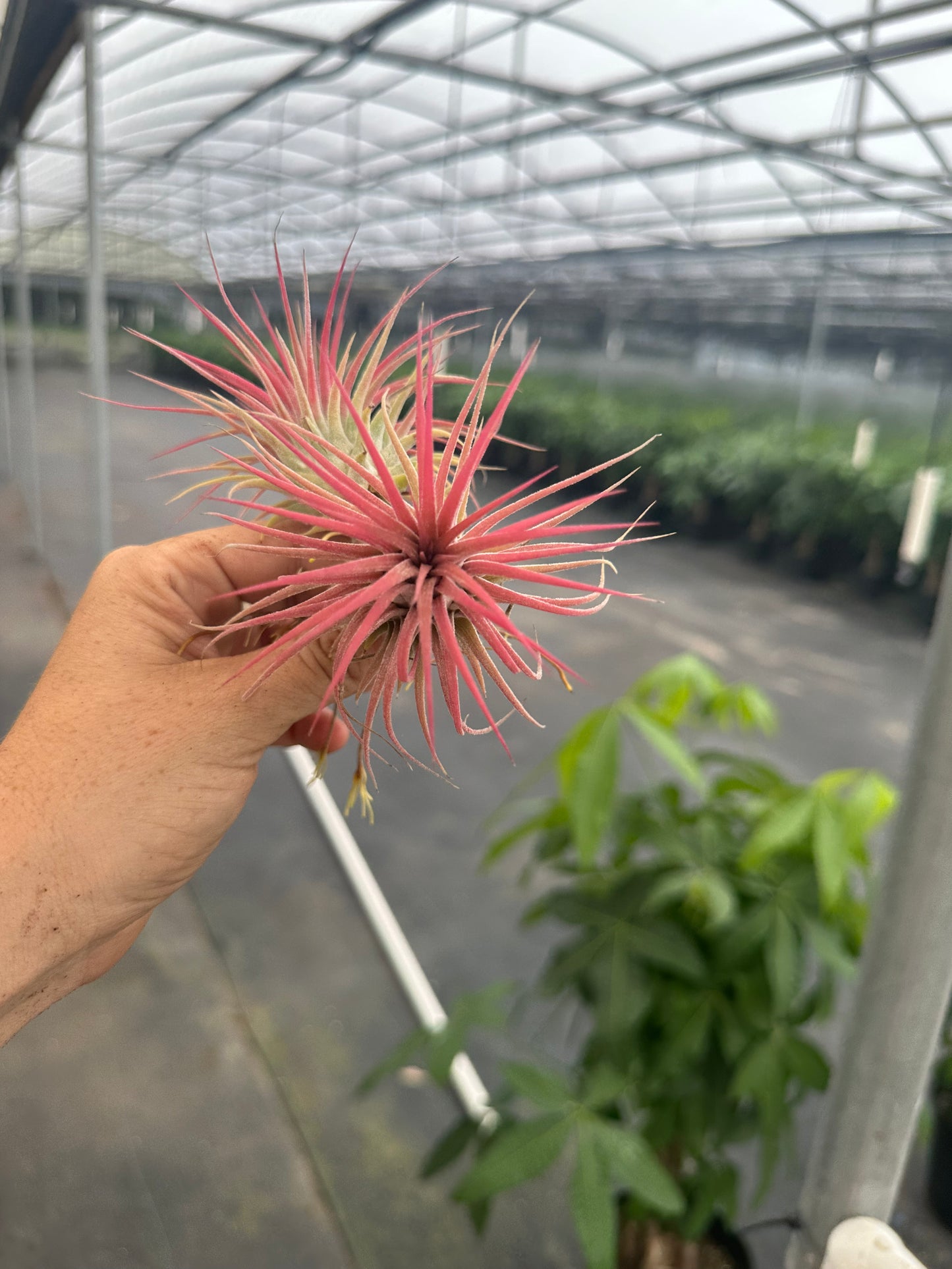 PINK Airplant