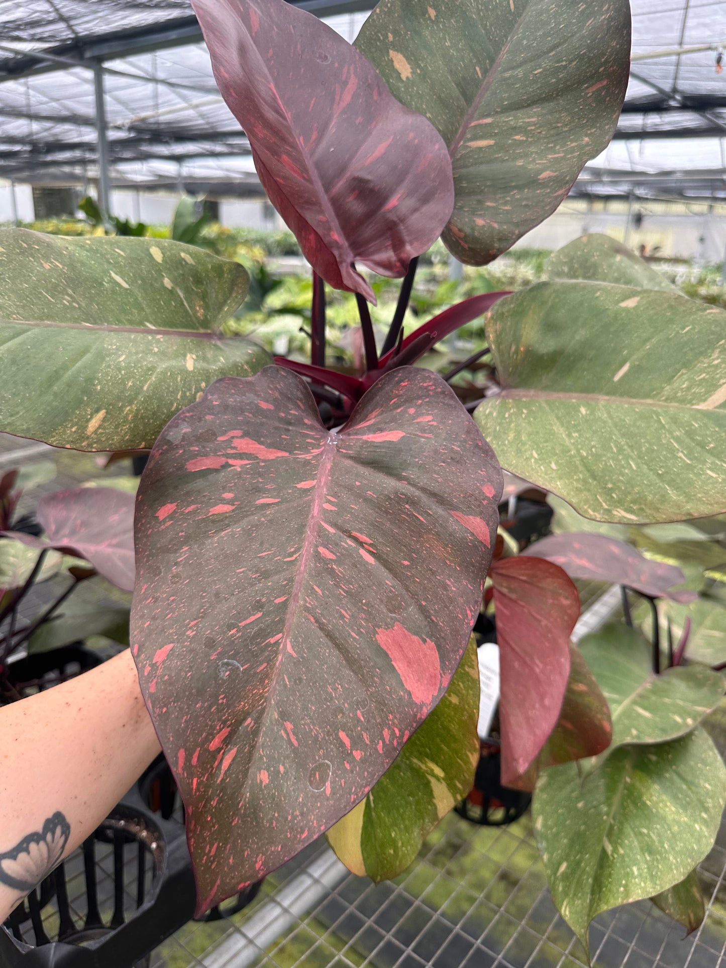 4" Orange Princess Philodendron