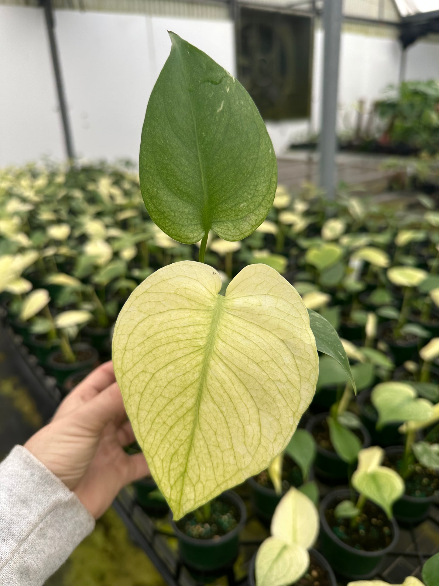 4” Monstera Mint, rare