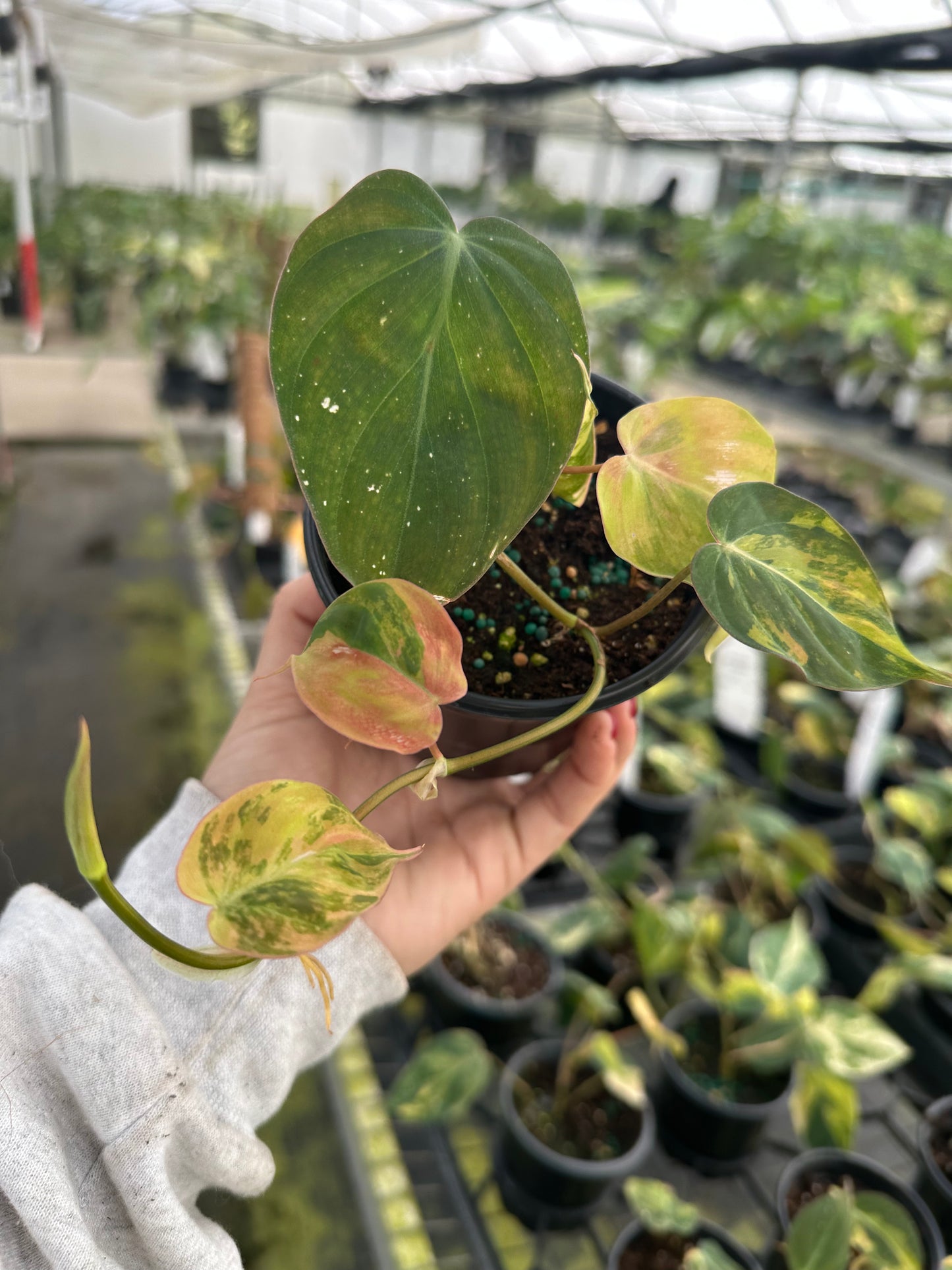 4” Philodendron Micans Variegated