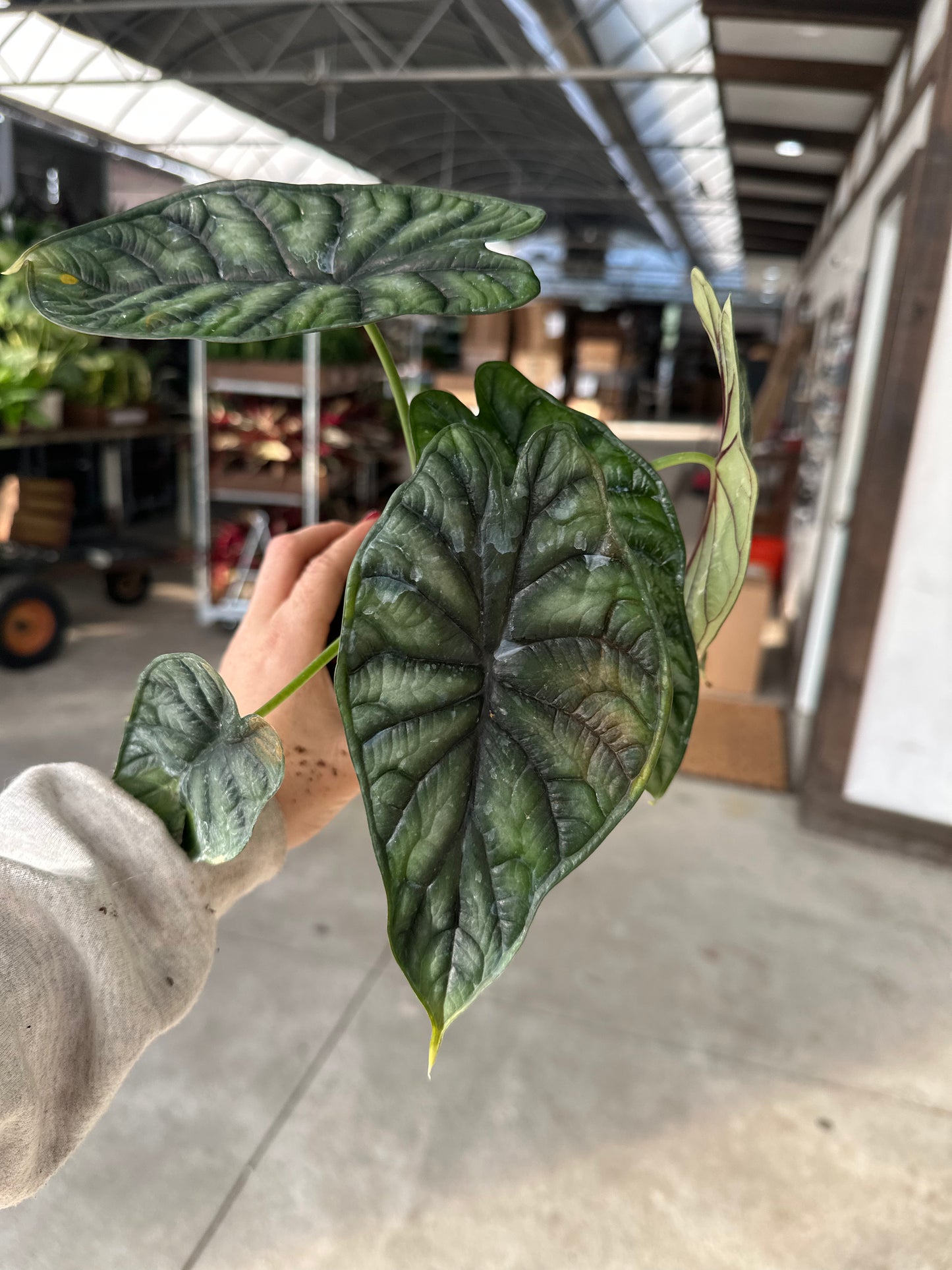 4” Dragon Scale Alocasia, live plant