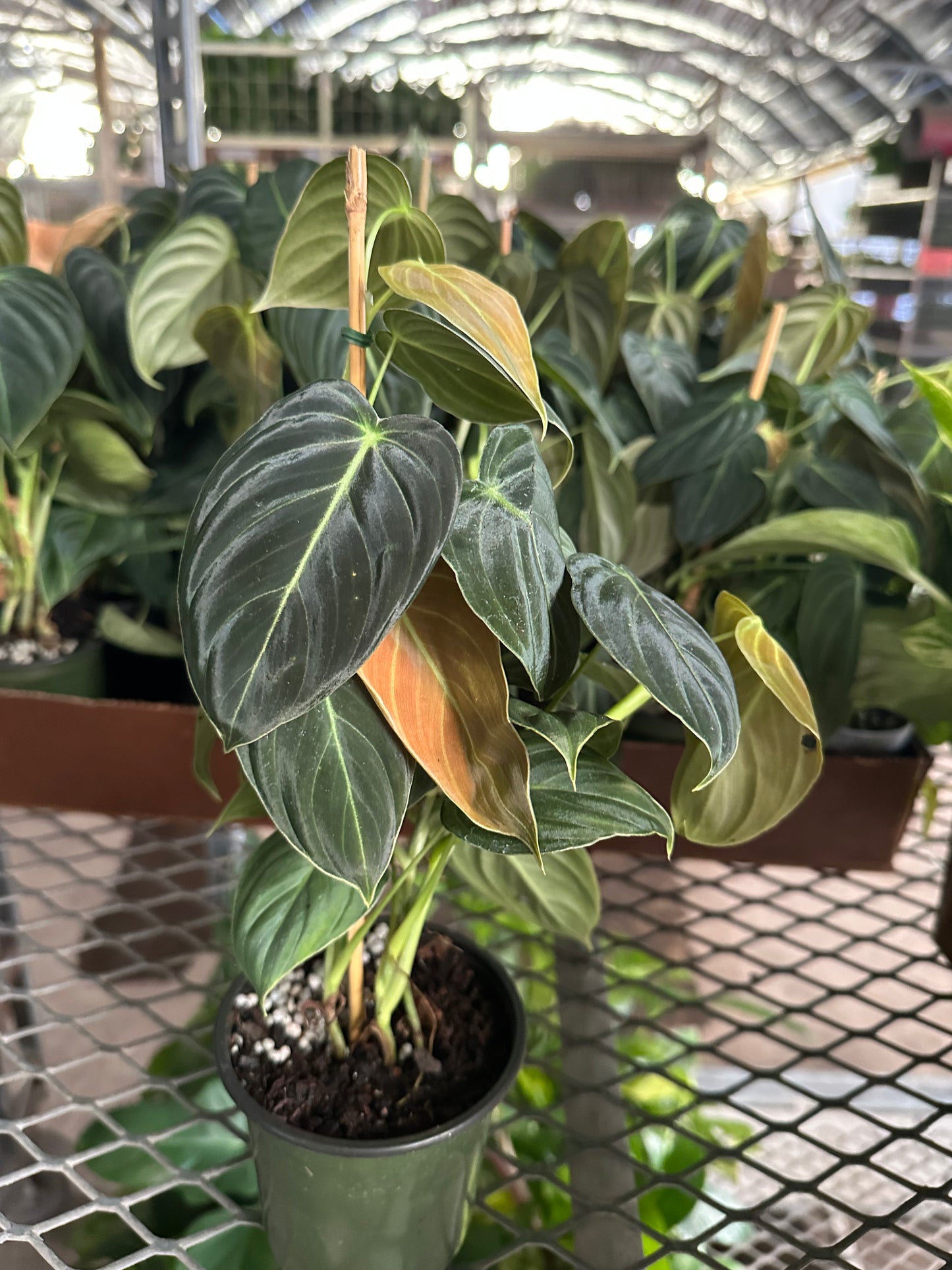 Philodendron Melano 4”