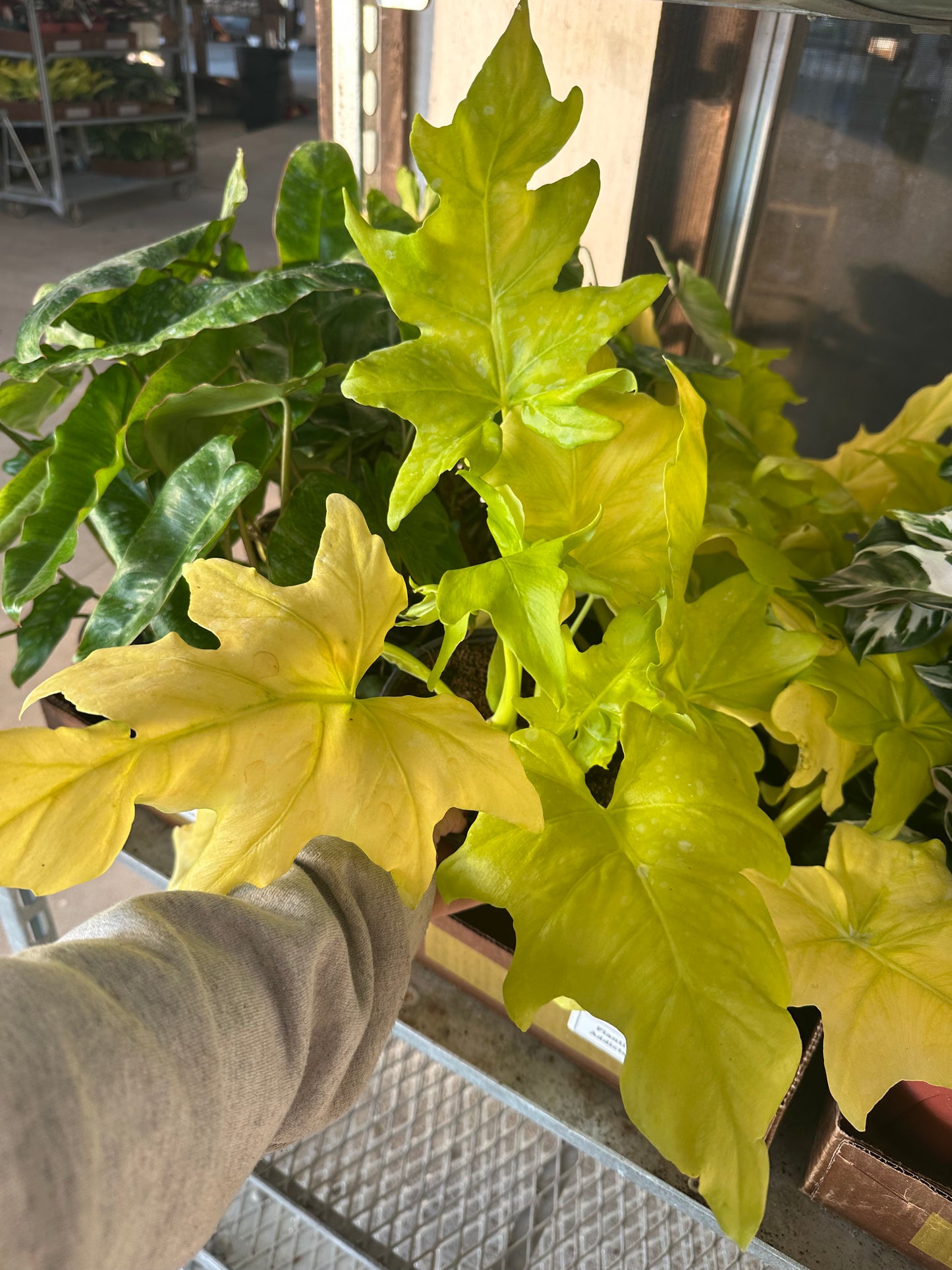 6” Philodendron Warscewiczii