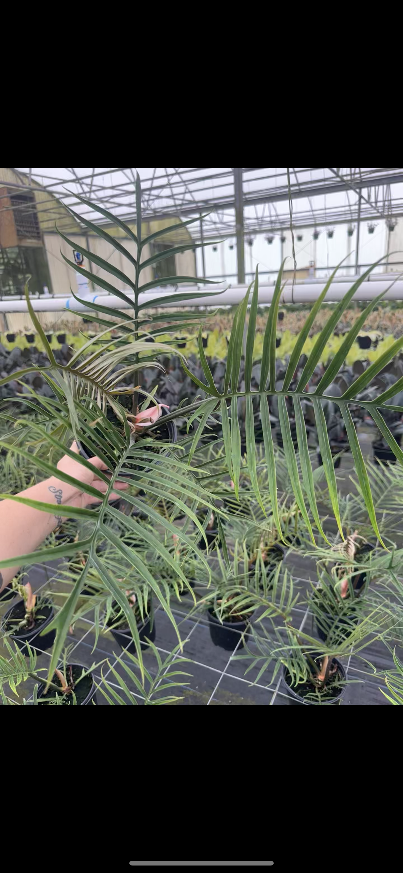 XL 6” Philodedron Tortum