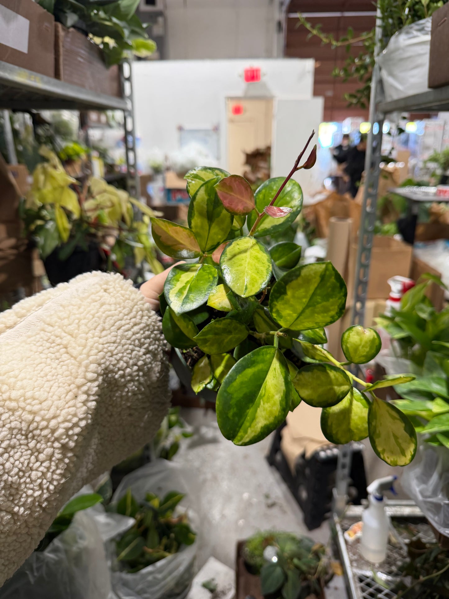 Hoya Australia Lisa 6”