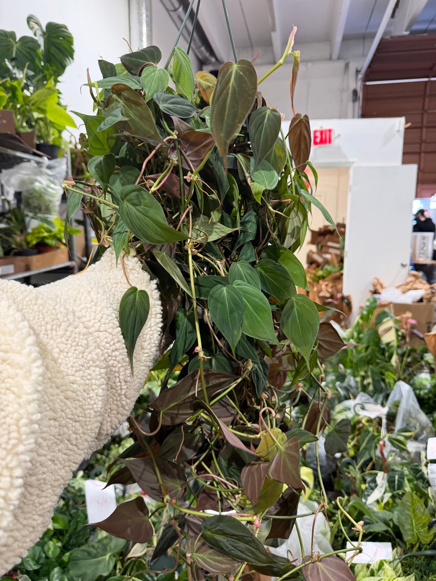 Philodendron Micans 8”