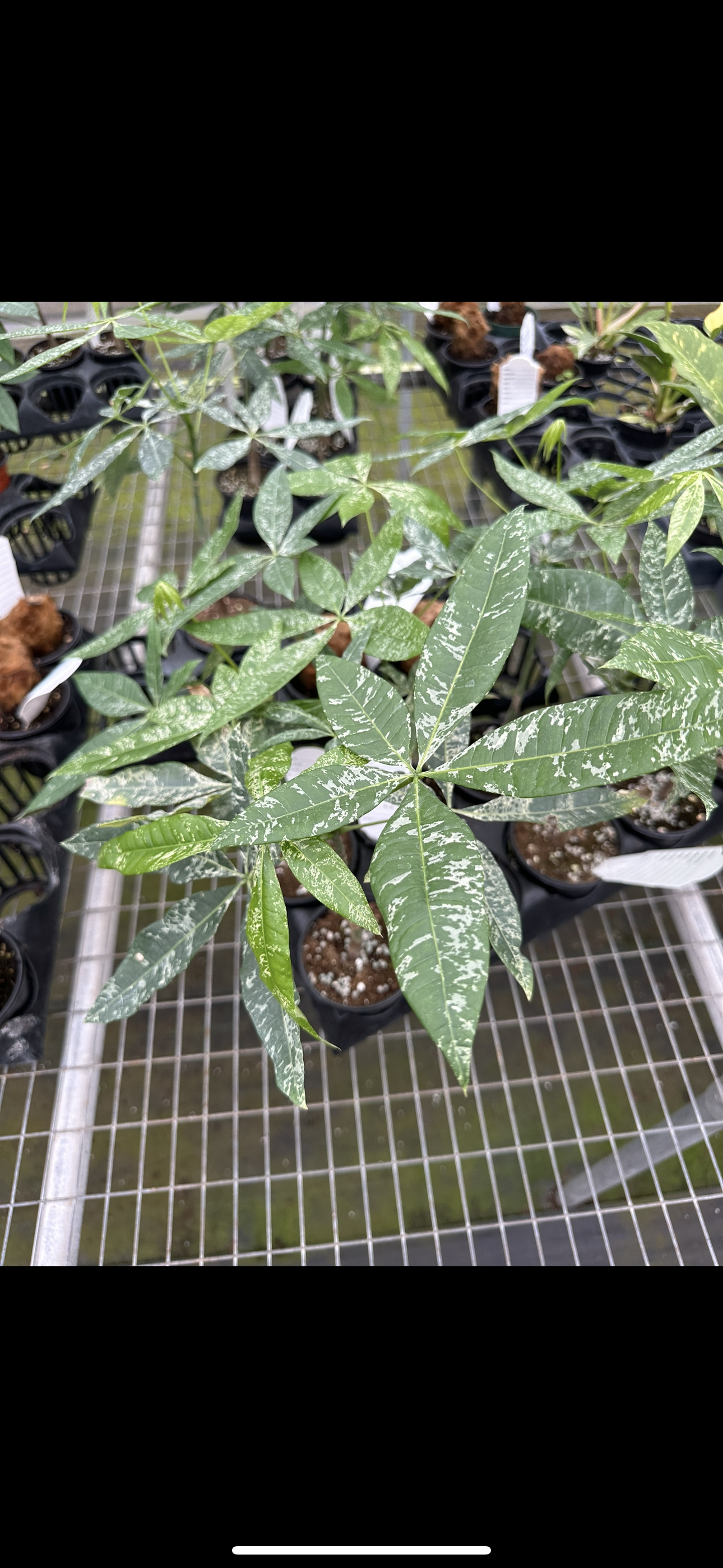 Variegated Money Tree 4”