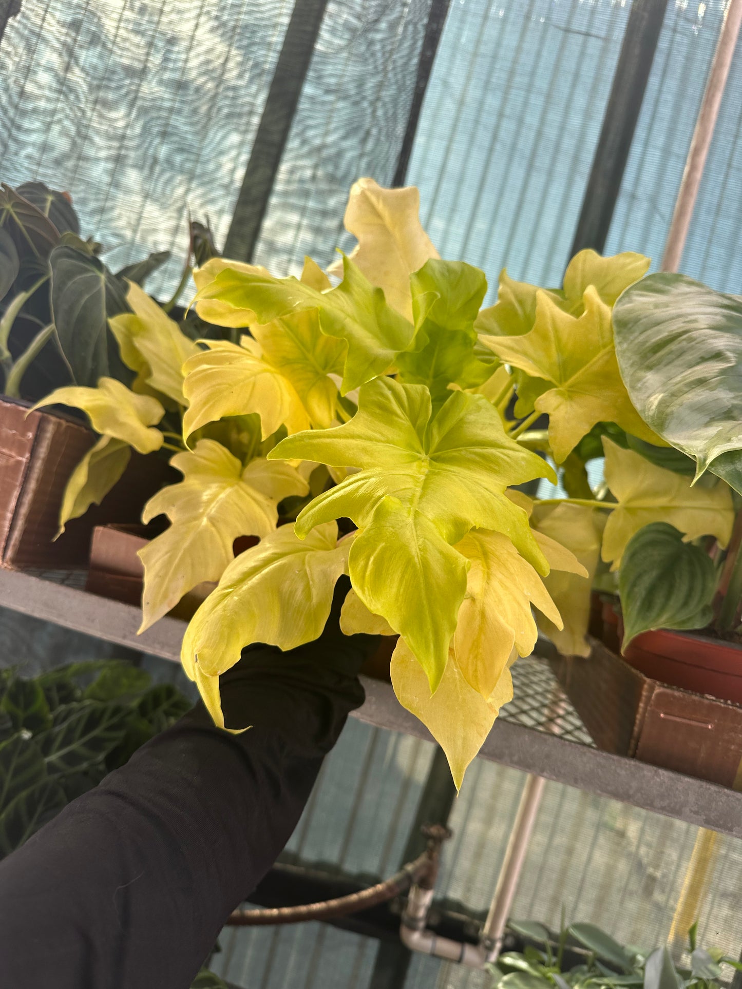 6” Philodendron Warscewiczii