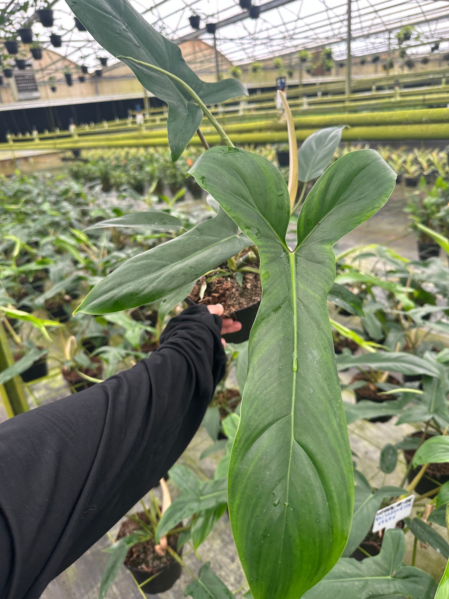 Philodendron 69689