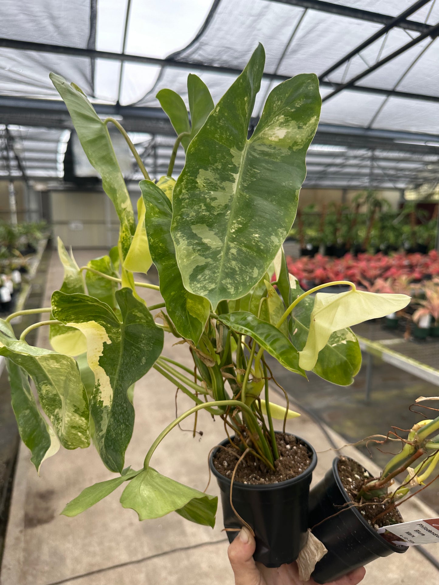 Burle Max highly variegated