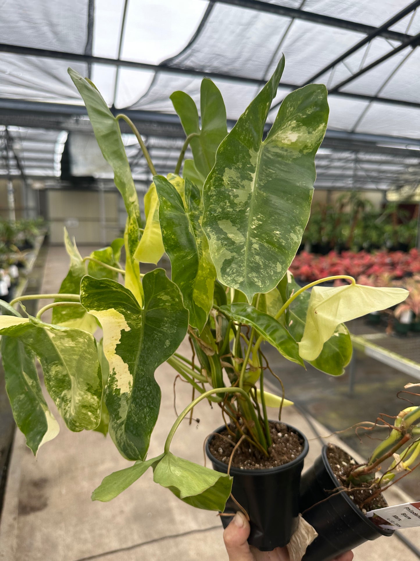 Burle Max highly variegated