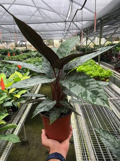 Apobalis Tritan Purple Sword 6”