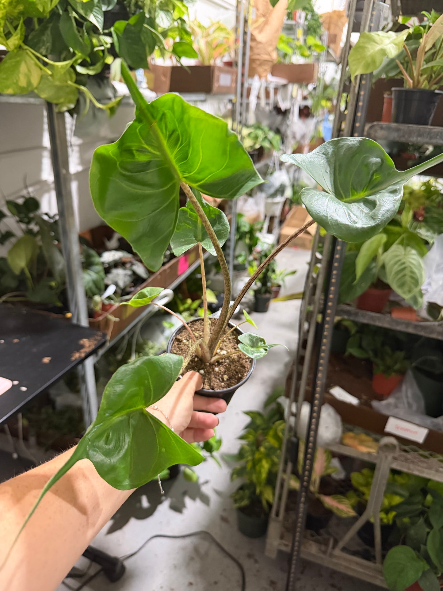 Alocasia Stingray 4”