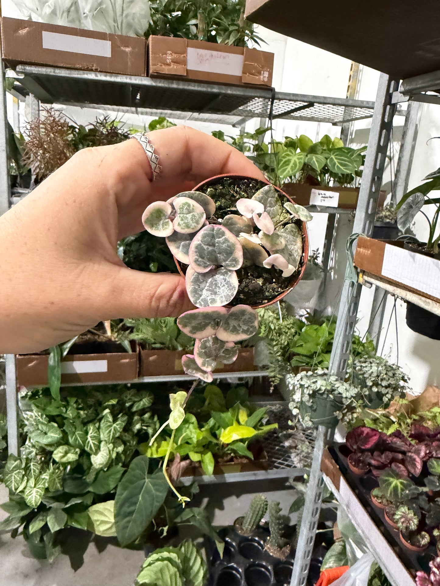 Variegated String of Hearts 2”
