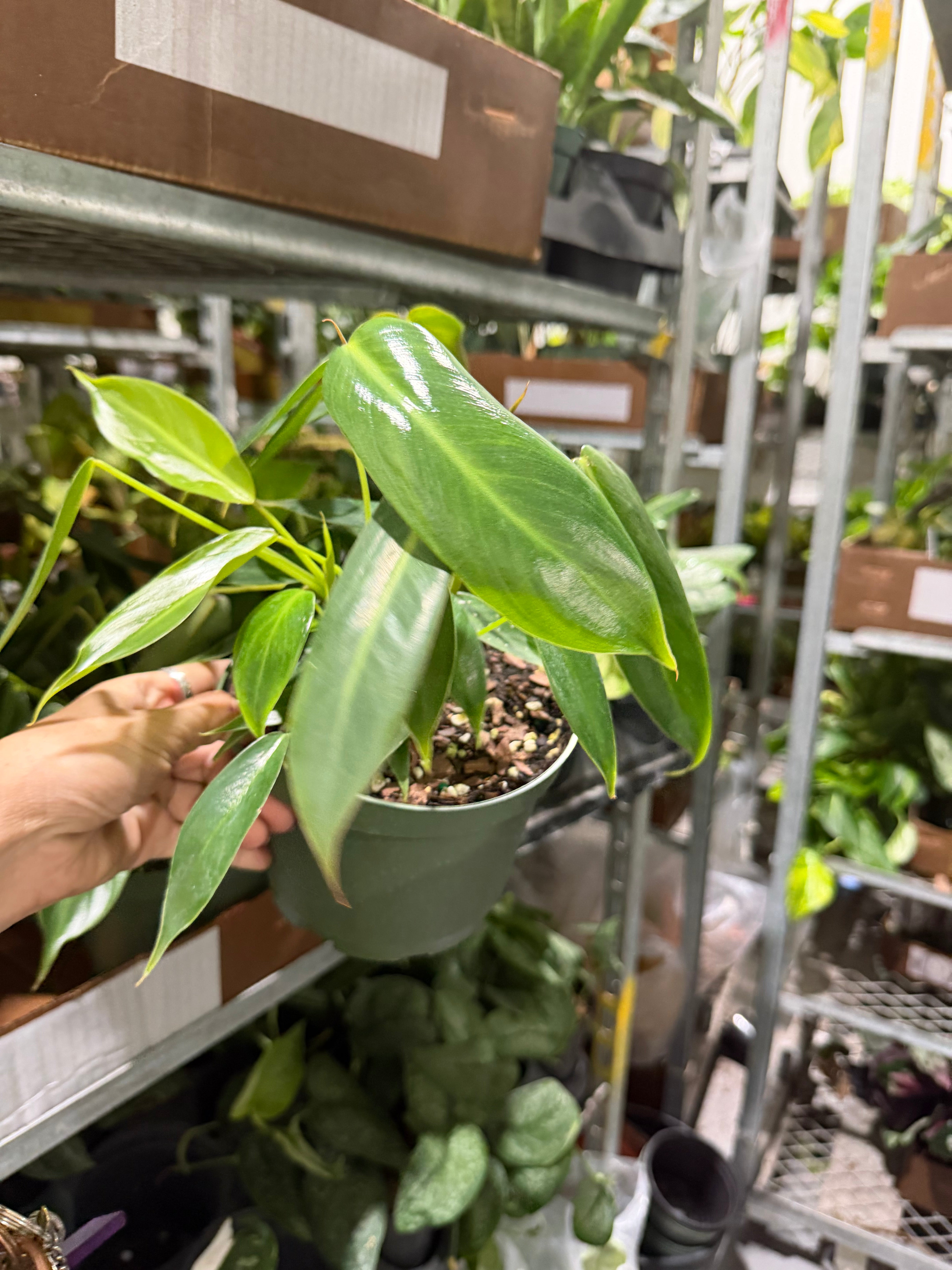 Philodendron Sancti 6