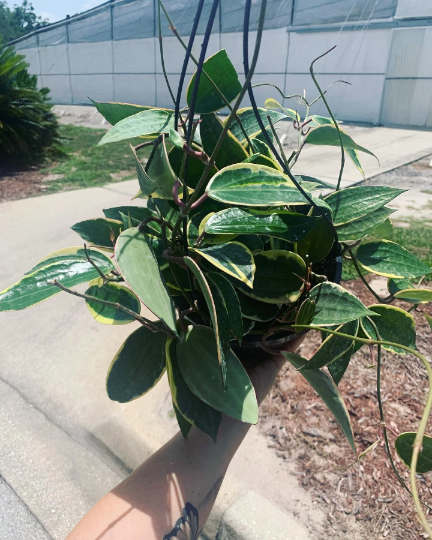 Hoya Macrophylla 8” - PlantlyAddicted