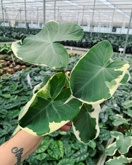 philodendron mickey mouse Alocasia Mickey Mouse