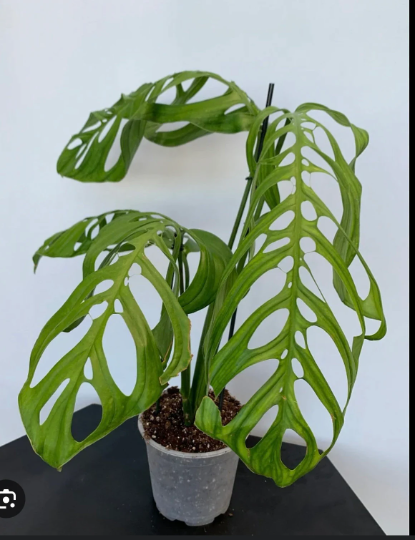 Monstera Esquilleto 6" - PlantlyAddicted
