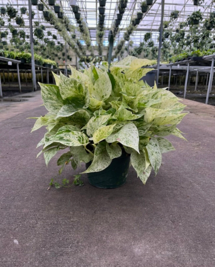 aglaonema snow queen Pothos Snow Queen 8”