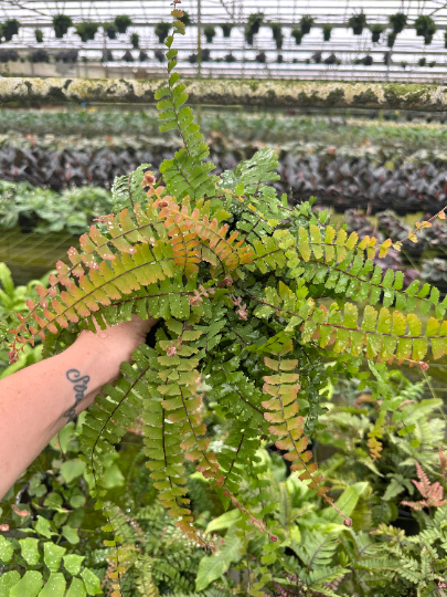 Trailing maidenhair 6” - PlantlyAddicted