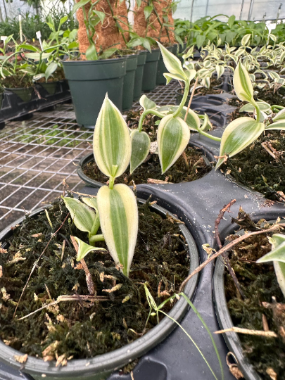 Vanilla bean variegated 4” - PlantlyAddicted