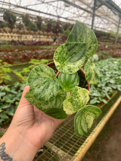 Variegated Peperomia watermelon 4” Inactive - PlantlyAddicted