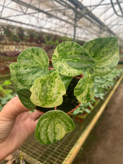 Variegated Peperomia watermelon 4” Inactive - PlantlyAddicted