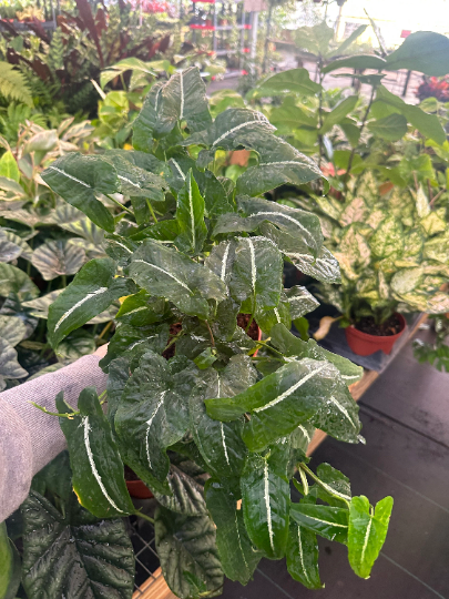 Wendilanii 6” - PlantlyAddicted