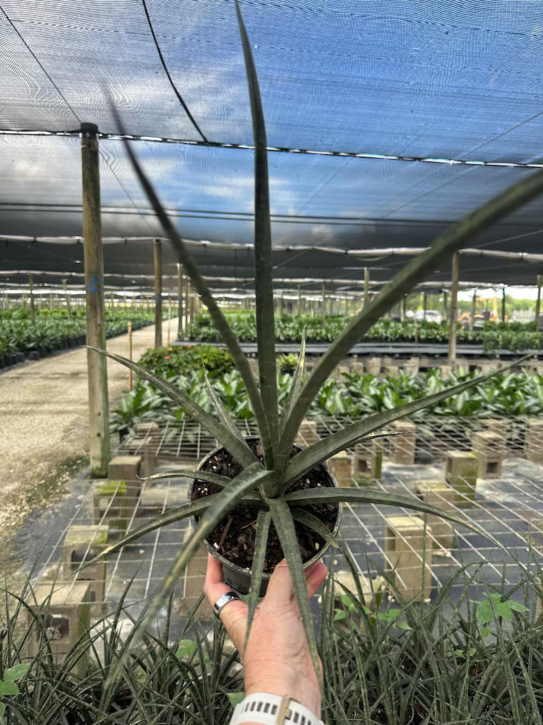 Sanseveria Fernwood 6"