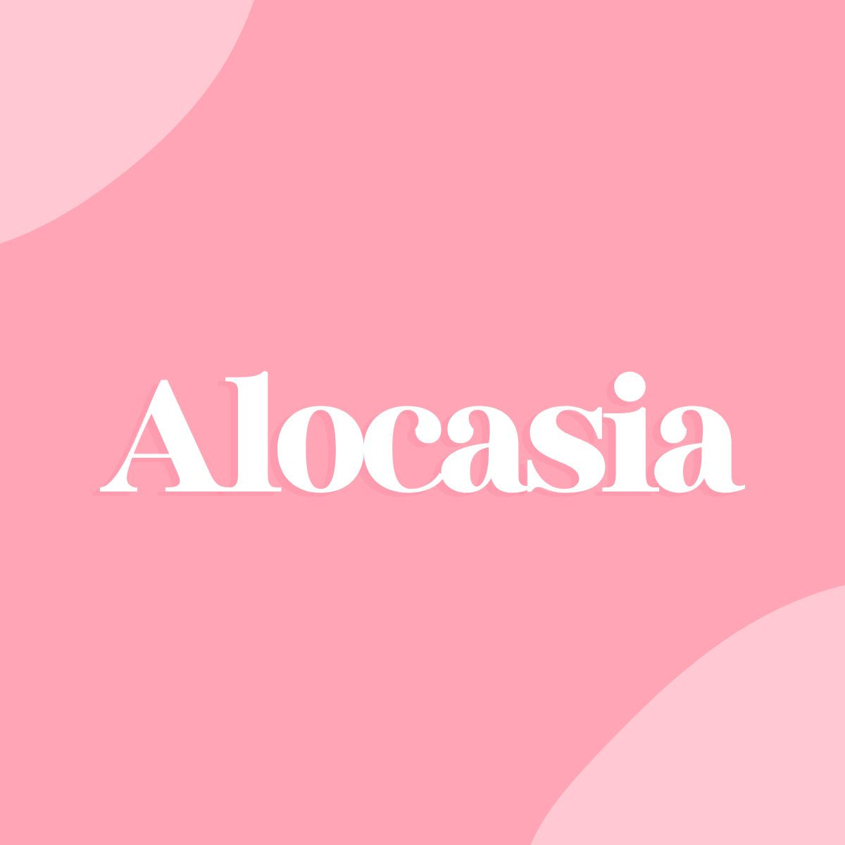 Alocasia