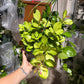 Australia Lisa 8” Hoya
