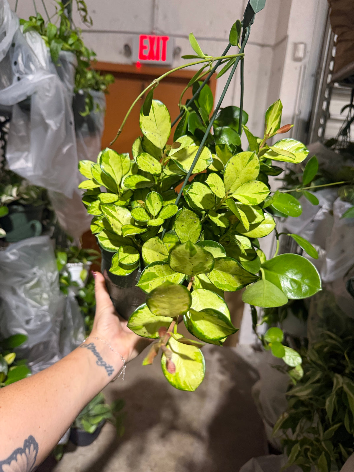 Australia Lisa 8” Hoya