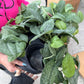 Scindapsus Mt Salak 6”