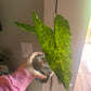 Alocasia Shattered Glass 4"