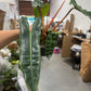 Philodendron Billie 6”