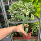 4” Burle Marx Flame- rare
