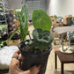 Anthurium Clarinervium 4”