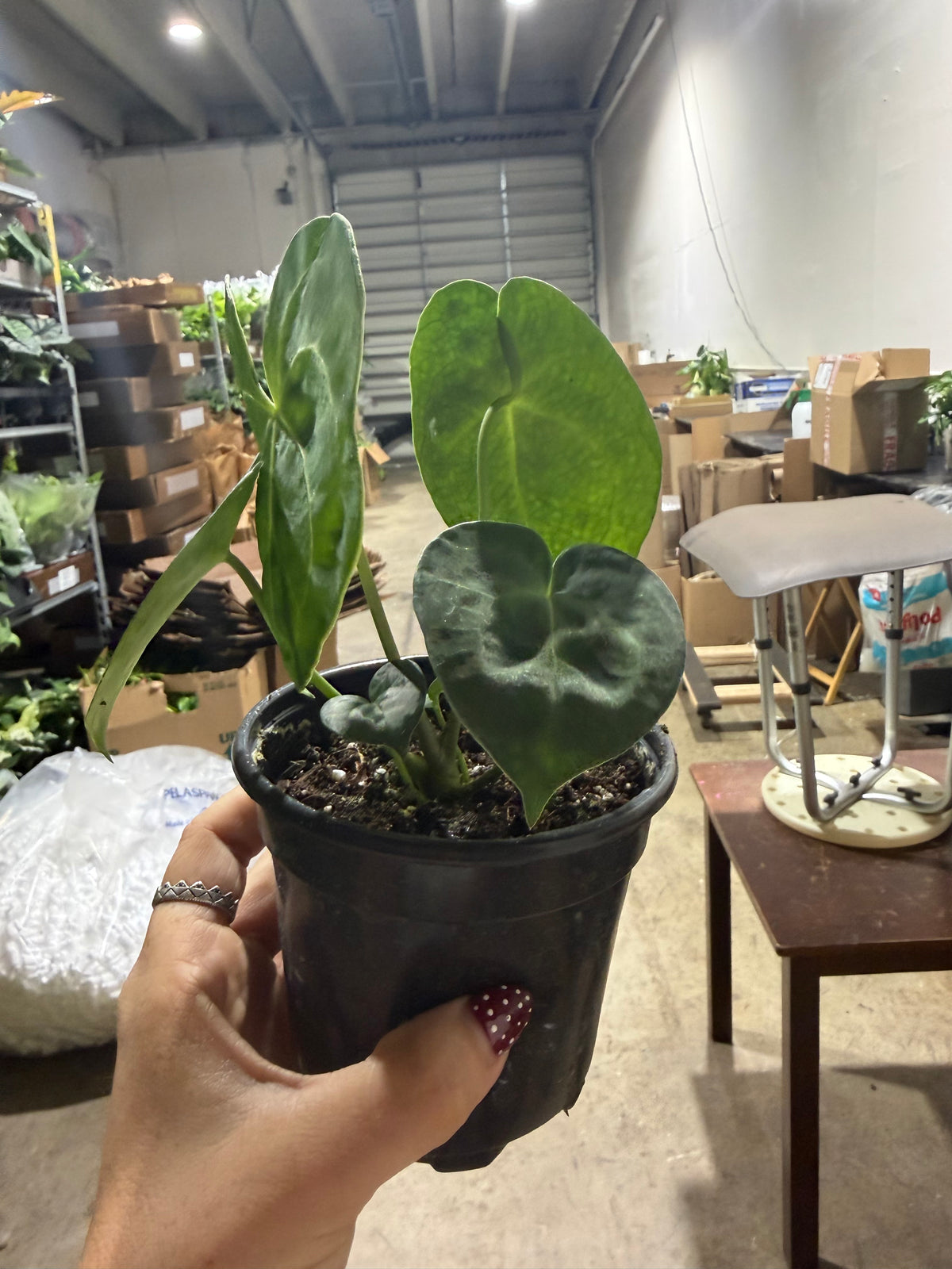 Anthurium Clarinervium 4”