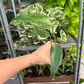 4” Burle Marx Flame- rare