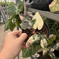 Alocasia Bambino Variegated, Live Plant, indoor plant