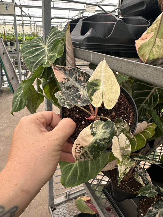 Alocasia Bambino Variegated, Live Plant, indoor plant